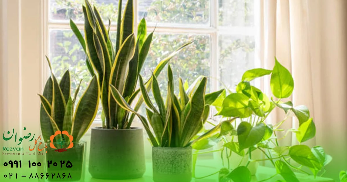 آرامش | گل نکات مهم برای هدیه دادن گل و گیاهان آپارتمانی؛ راهنمای کامل انتخاب هدیهای ماندگار