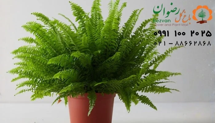 نکات مهم برای هدیه دادن گل و گیاهان آپارتمانی؛ راهنمای کامل انتخاب هدیه‌ای ماندگار